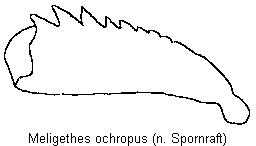 meligethes_ochropus_vschn.gif