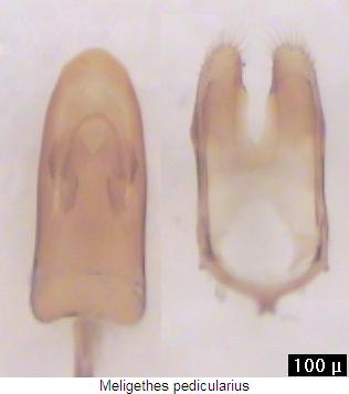meligethes_pedicularius.jpg