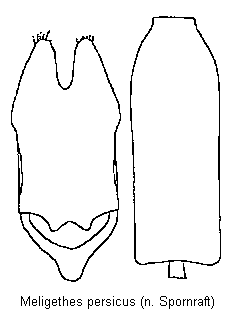 meligethes_persicus.gif