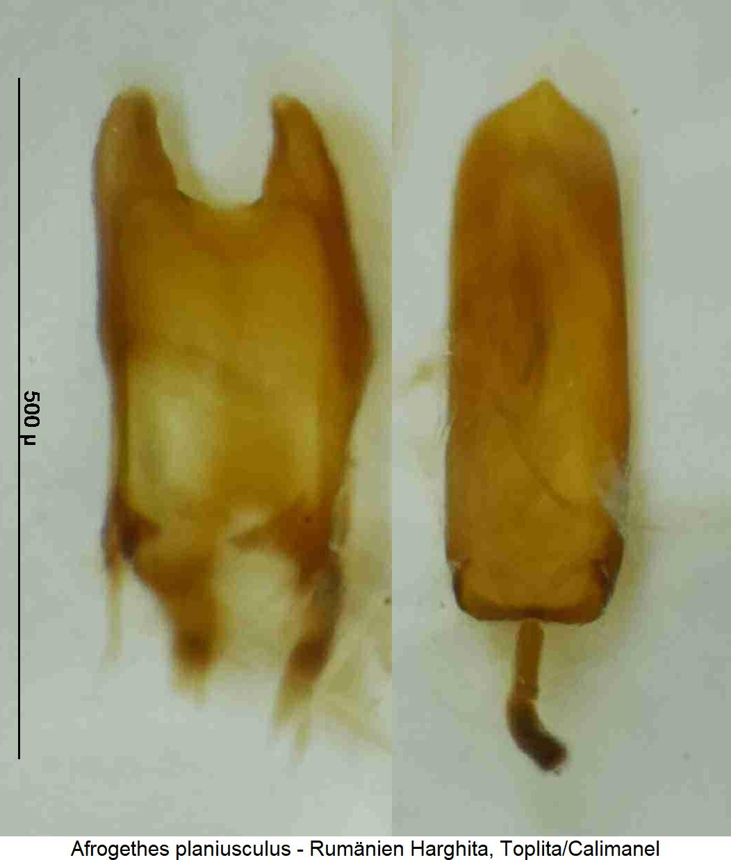 meligethes_planiusculus.jpg