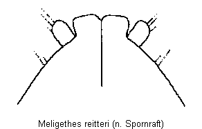 meligethes_reitteri_ovip.gif
