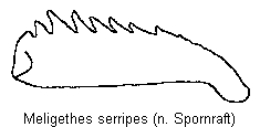 meligethes_serripes_vschn.gif