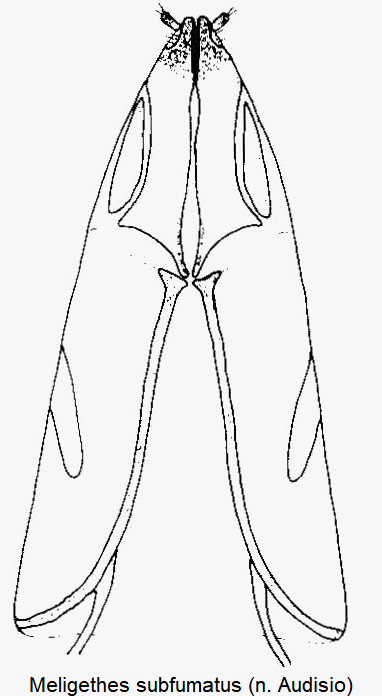 meligethes_subfumatus_ovi.gif
