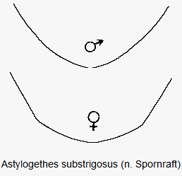 meligethes_substrigosus_pyg.gif