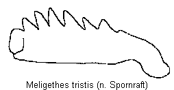 meligethes_tristis_vschn.gif