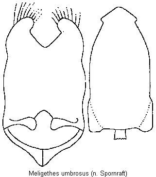 meligethes_umbrosus.gif
