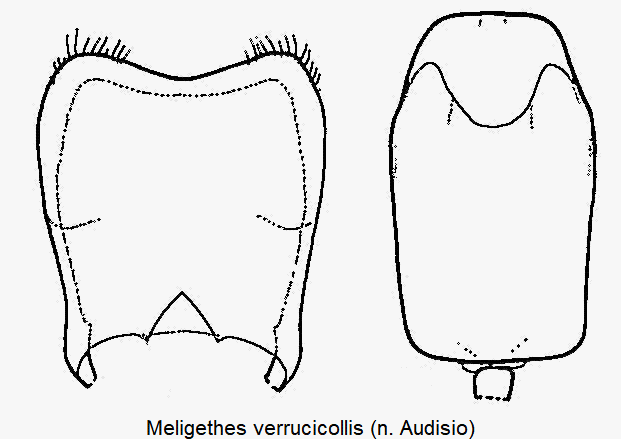 meligethes_verrucicollis.gif