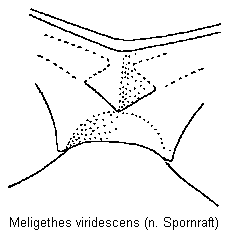 meligethes_viridescens_mbr.gif
