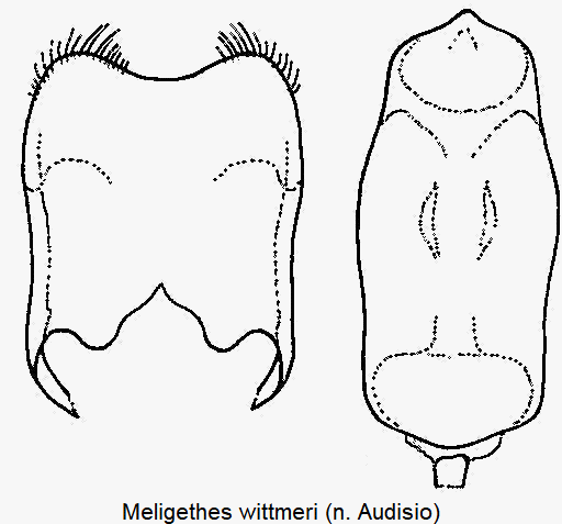 meligethes_wittmeri.gif