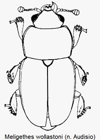 meligethes_wollastoni_hab.gif