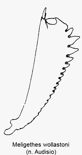 meligethes_wollastoni_vschn.gif