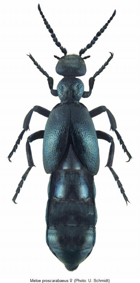 meloe_proscarabaeus_hab.jpg