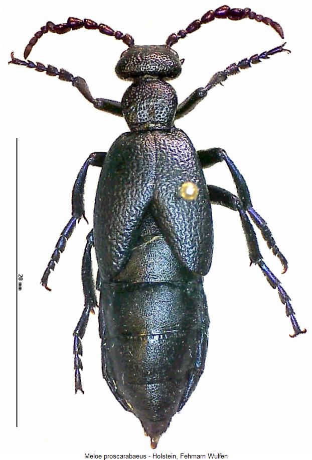 meloe_proscarabaeus_hab2.jpg