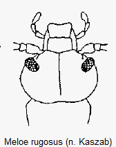 meloe_rugosus_k.gif