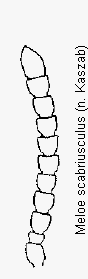meloe_scabriusculus_f.gif