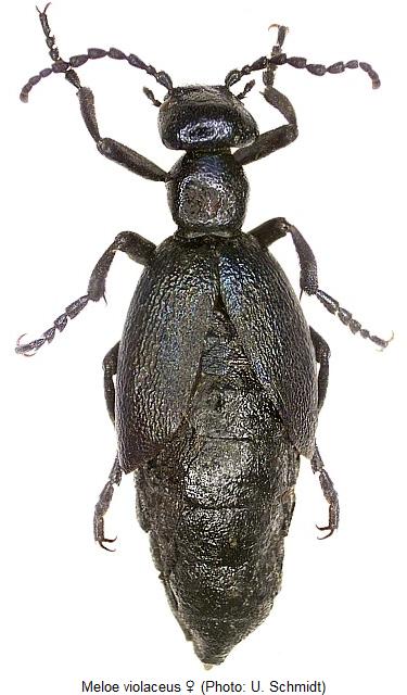 meloe_violaceus_hab.jpg