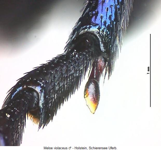 meloe_violaceus_hschn.jpg