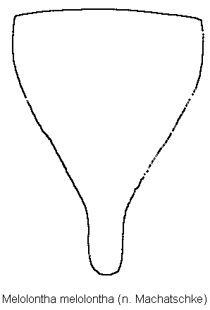 melolontha_melolontha_pyg.gif
