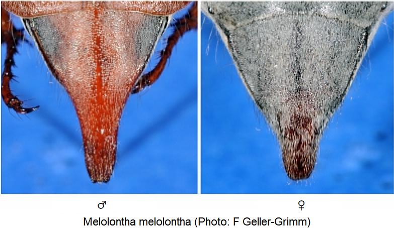 melolontha_melolontha_pyg.jpg