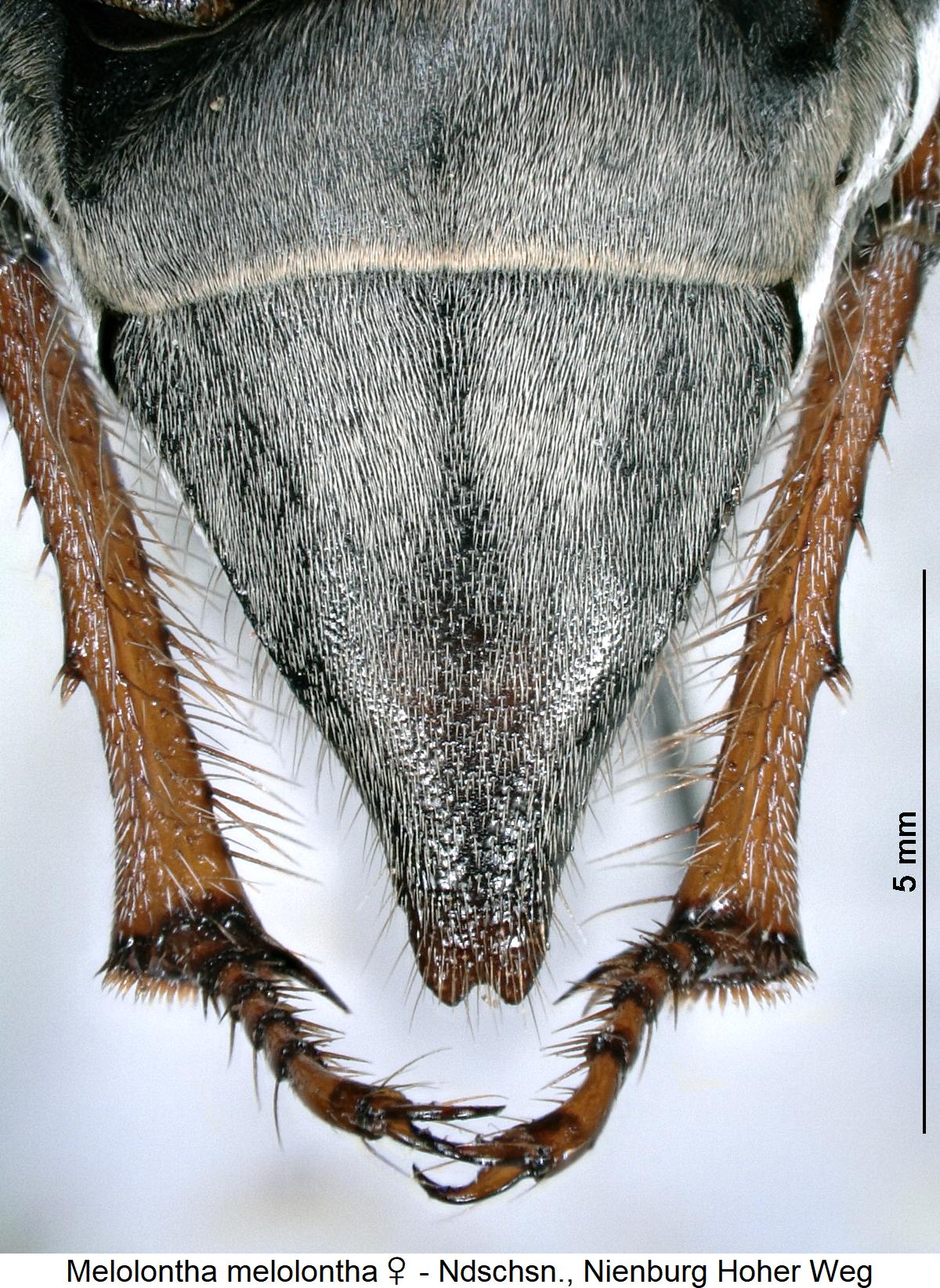 melolontha_melolontha_w_pyg.jpg