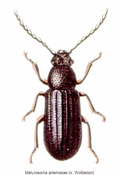 melyrosoma_artemisiae_hab.jpg