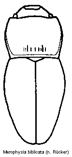 merophysia_biblicata_hab.gif