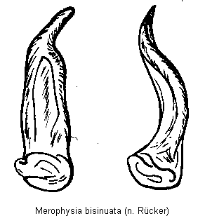 merophysia_bisinuata.gif