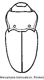merophysia_bisinuata_hab.gif