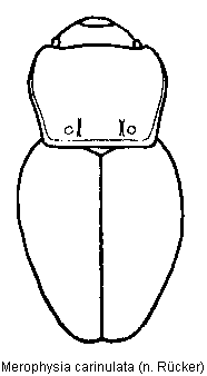 merophysia_carinulata_hab.gif