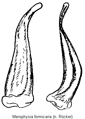 merophysia_formicaria.gif