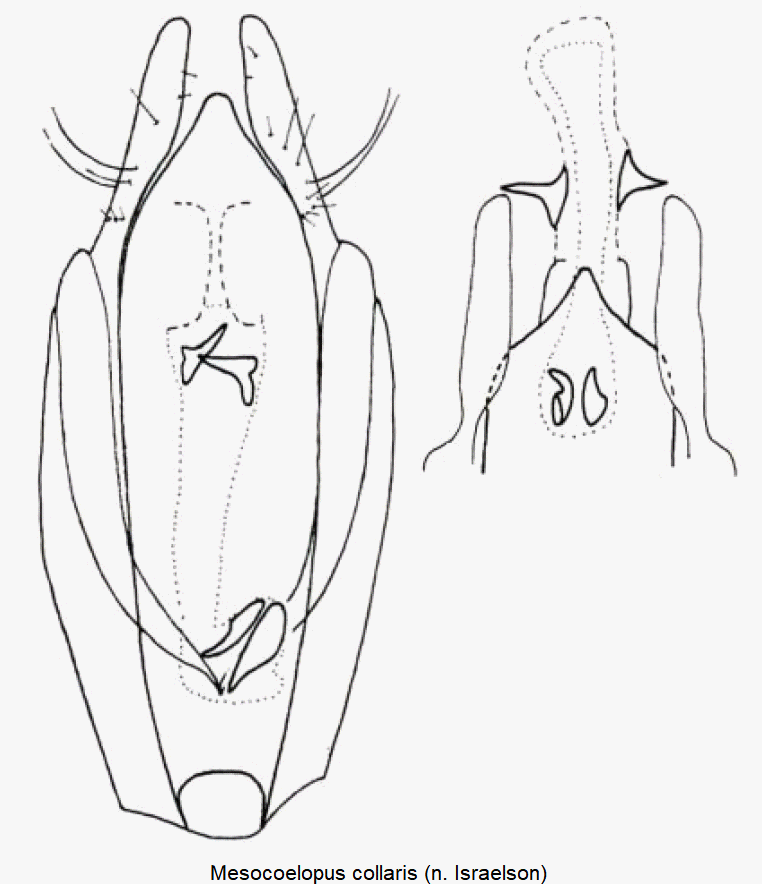 mesocoelopus_collaris-1.gif