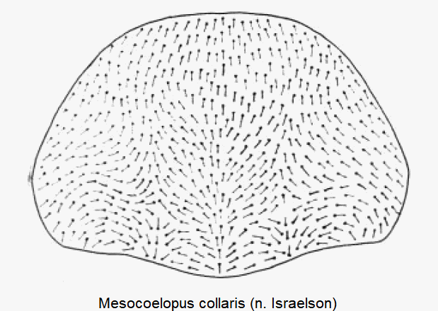 mesocoelopus_collaris_hsch.gif