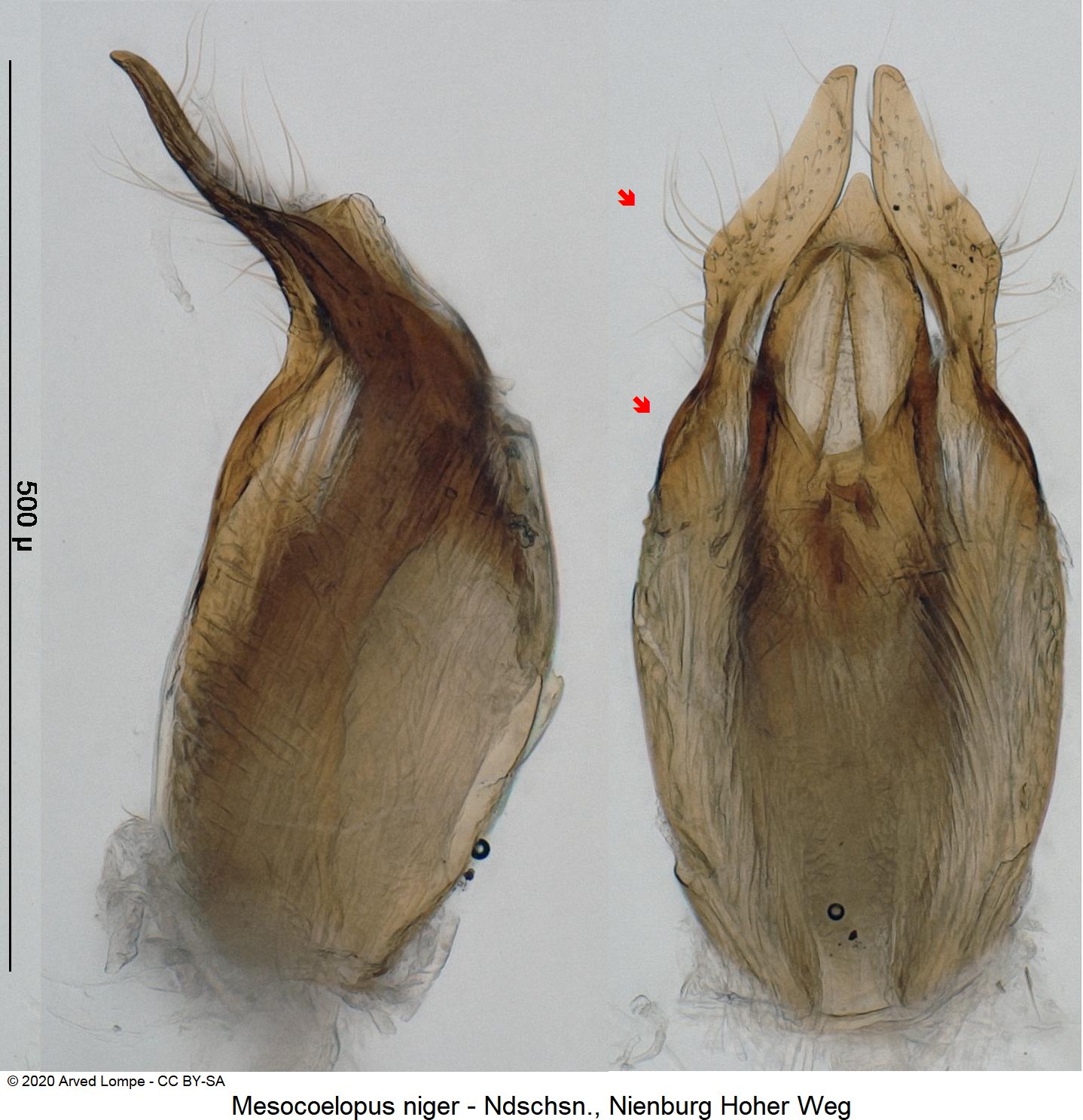 mesocoelopus_niger.jpg
