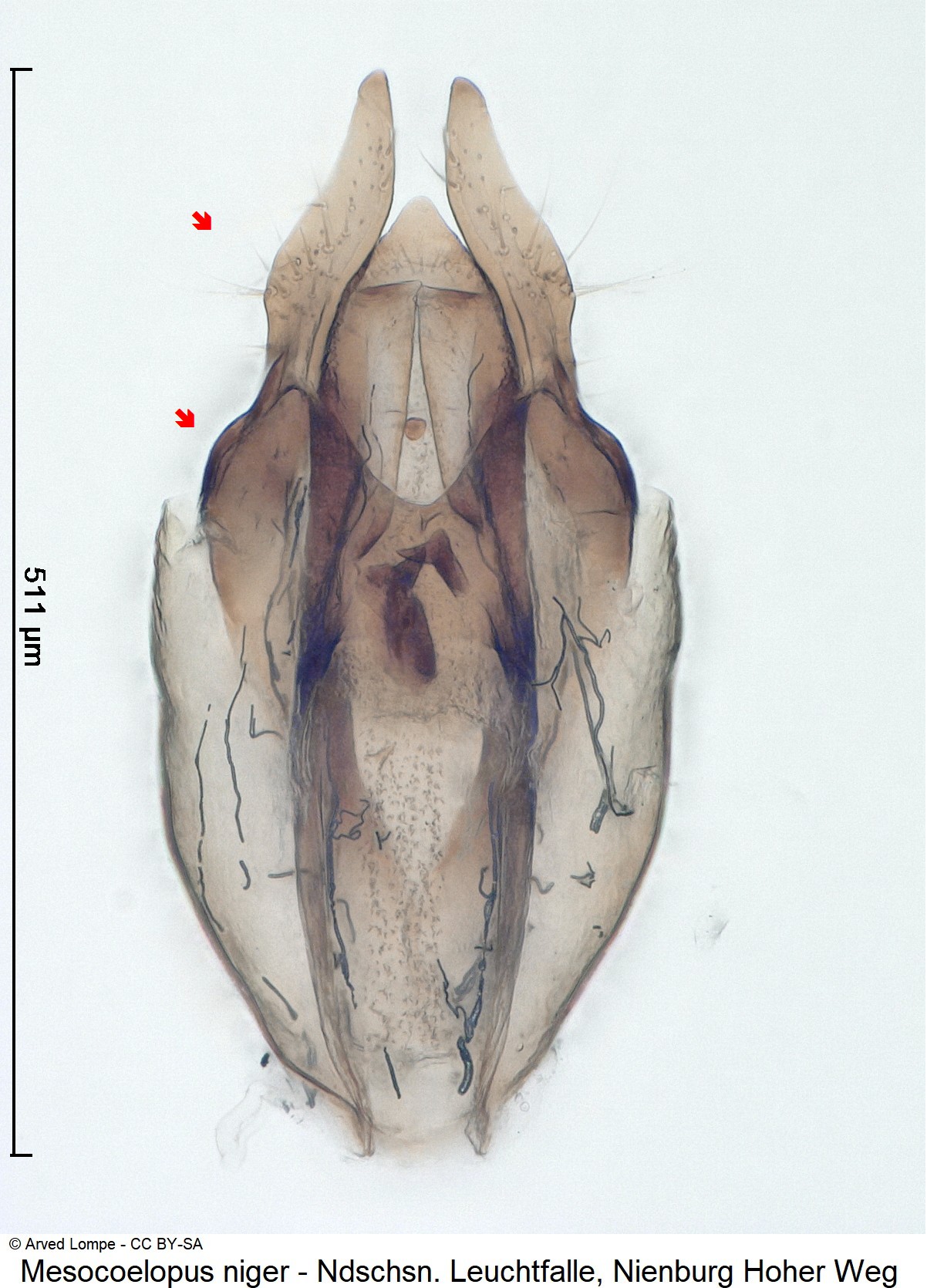 mesocoelopus_niger_ck36089571-1.jpg