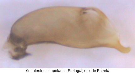 mesolestes_scapularis.jpg