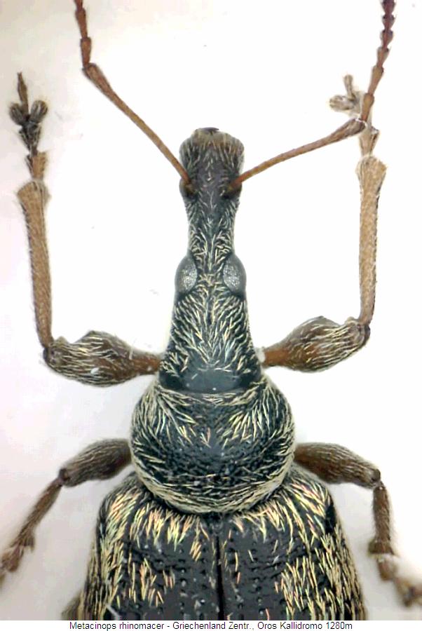 metacinops_rhinomacer_vk.jpg
