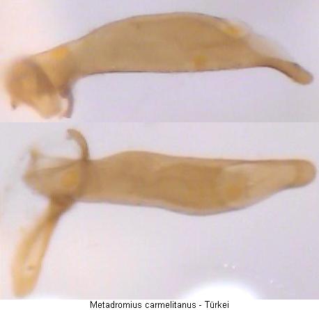 metadromius_carmelitanus.jpg