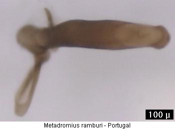 metadromius_ramburi_aufs.jpg