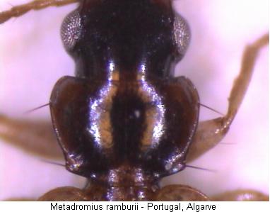 metadromius_ramburii_hsch.jpg