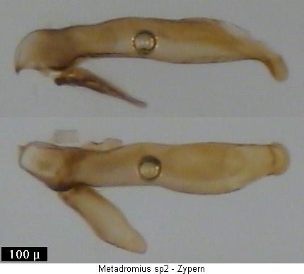 metadromius_sp2-2.jpg