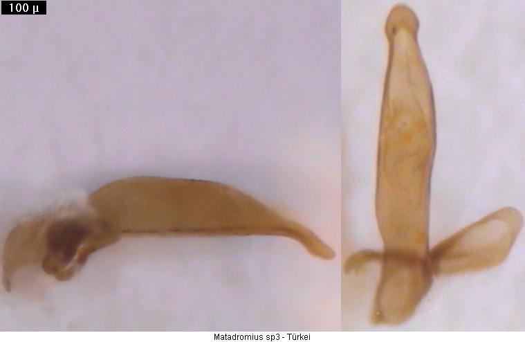 metadromius_sp3.jpg