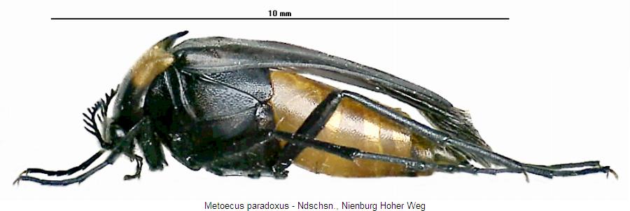 metoecus_paradoxus_sa.jpg