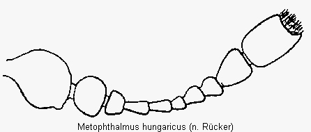 metophthalmus_hungaricus_f.gif