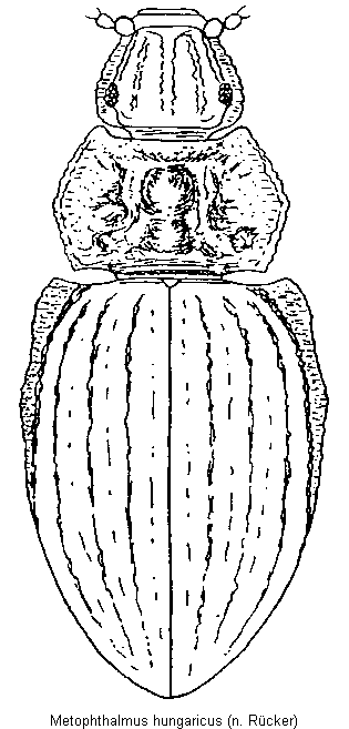 metophthalmus_hungaricus_hab.gif
