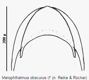 metophthalmus_obscurus_pyg.gif