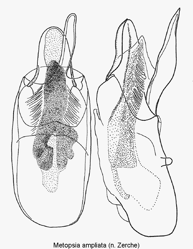 metopsia_ampliata.gif