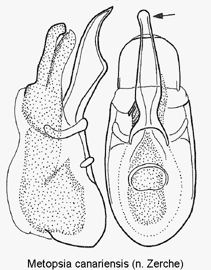 metopsia_canariensis.gif