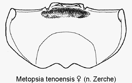 metopsia_tenoensis_w_ster.gif