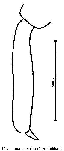 miarus_campanulae_vschn.gif