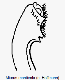 miarus_monticola2.gif
